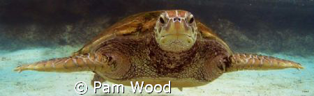 Herman the Green Sea Turtle by Pam Wood 